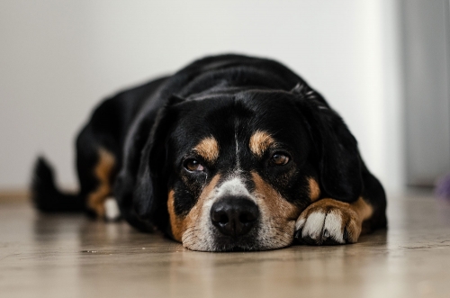 Mange hundeeiere er bekymret over sykdommen som nå har rammet mange hunder rundt om i landet.