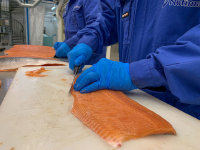 – Denne fisken ligner mer på vill laks, røye og ørret, enn oppdrettslaks, da den har mindre fett og rødere farge på muskelen. Den egner seg veldig godt til røyking, sier forsker Torbjørn Tobiassen i matforskningsinstituttet Nofima.